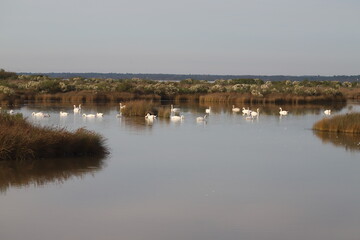 Bassin d'Arcachon paysage en hiver, réserve du Teich,  Gironde France