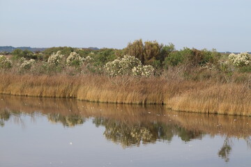 Bassin d'Arcachon paysage en hiver, réserve du Teich,  Gironde France