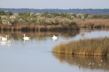 Bassin d'Arcachon paysage en hiver, réserve du Teich,  Gironde France