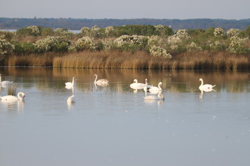 Bassin d'Arcachon paysage en hiver, réserve du Teich,  Gironde France