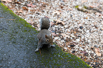 A very friendly squirrel at Lake Catherine State Park in Arkansas.