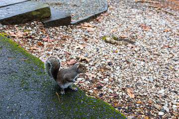 A very friendly squirrel at Lake Catherine State Park in Arkansas.