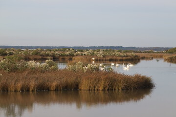 Bassin d'Arcachon paysage en hiver, réserve du Teich,  Gironde France