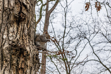A very friendly squirrel at Lake Catherine State Park in Arkansas.