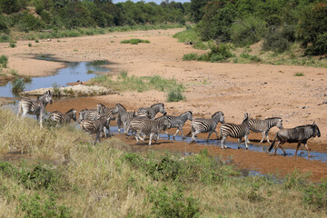 Streifengnu und Steppenzebra im Tsendze River/ Blue wildebeest and Burchell's zebra in Tsendze...