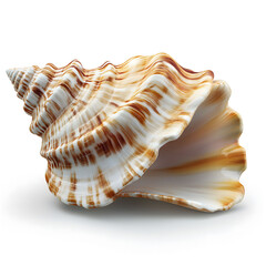 sea shells