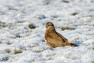 A falcon hunting in winter in search of prey, an eagle in the snow.