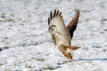 A falcon hunting in winter in search of prey, an eagle in the snow.