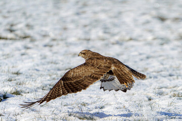 A falcon hunting in winter in search of prey, an eagle in the snow.