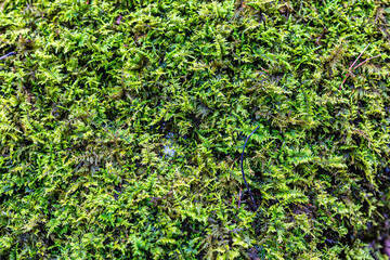Green moss background from Lake Catherine State Park in Arkansas.