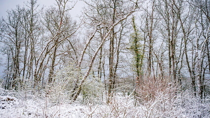 Forest landscape under the snow in the Lot in France