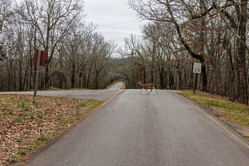 Deer crossing the West Mountain Road at Hot Springs Arkansas.