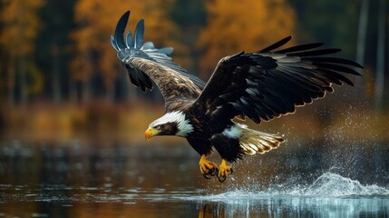 Fototapeta premium Majestic Bald Eagle in Flight Over Autumnal Lake