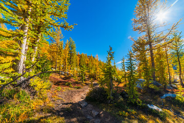 Vibrant Larch Forest In Full Color