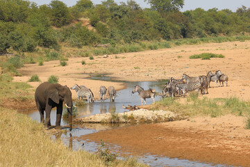 Afrikanischer Elefant und Steppenzebra im Tsendze River/ African elephant  and Burchell's zebra in...