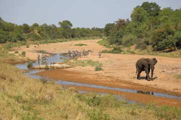 Obraz premium Afrikanischer Elefant und Steppenzebra im Tsendze River/ African elephant and Burchell's zebra in Tsendze River / Loxodonta africana et Equus quagga burchellii