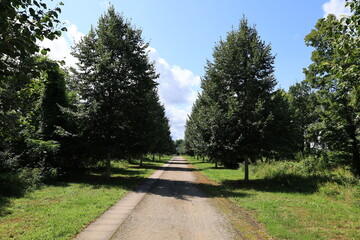 Baumallee auf dem Weg zur Eremitage in Waghäusel
