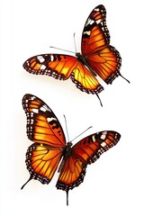 Naklejka premium Two beautiful butterflies isolated on white background.