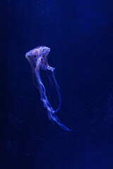 underwater photography jellyfish Chrysaora pacifica, Japanese sea nettle jellyfish