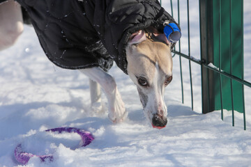 dog in winter park