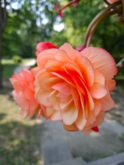 Dwie duże kwitnące róże © Bohdan