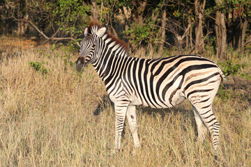 Steppenzebra / Burchell's zebra / Equus quagga burchellii