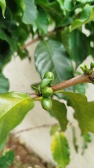grão de café verde - coffee bean