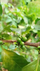 grão de café verde - coffee bean