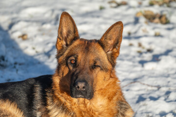 Loyal gaze and playful wink!  A German Shepherd dog rests in the snow, one eye playfully closed in a charming portrait of canine companionship