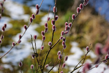Palmkätzchen in Rosa in meinem Garten