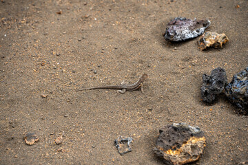Galapagos Lava Lizard