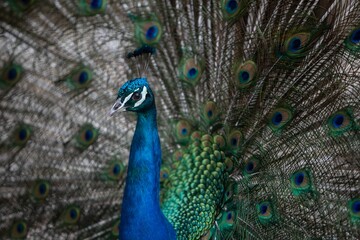 Fototapeta premium male peacock