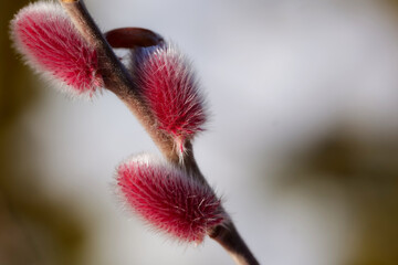 Rosa Palmkätzchen in meinem Garten © Beate Vogl