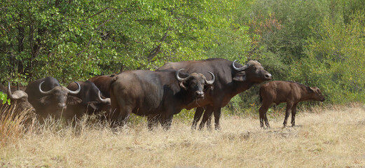 Kaffernb&uuml;ffel / African buffalo / Syncerus caffer.