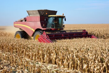 Fototapeta premium Harvesting corn with a combine harvester in a vast field under clear blue skies
