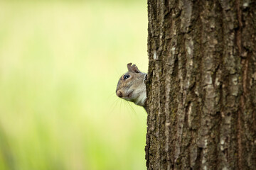 A Grey Squirrel In North Italy