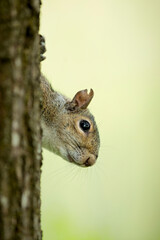 A Grey Squirrel In North Italy