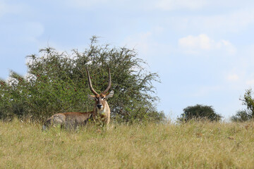 Wasserbock / Waterbuck / Kobus ellipsiprymnus