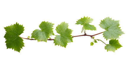Fresh grapevine branch with vibrant green leaves, isolated on a transparent background, perfect for nature-themed designs