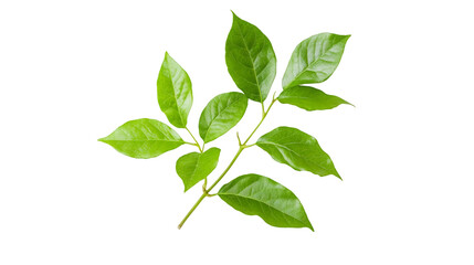 Obraz premium Small branch with green leaves growing on transparent background, perfect graphic resource for your projects