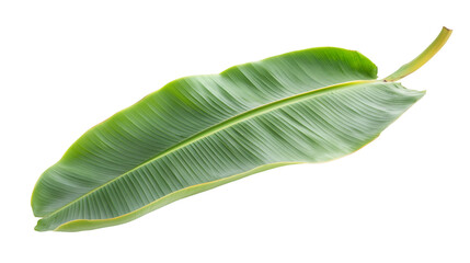 Obraz premium Vibrant green banana leaf isolated on a transparent background, showcasing its natural beauty and tropical essence