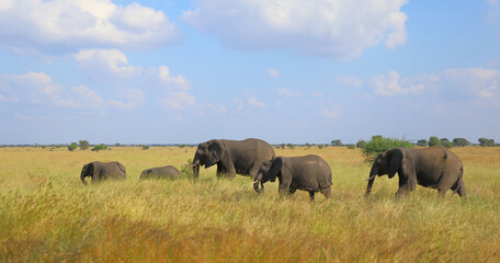 Afrikanischer Elefant / African elephant / Loxodonta africana