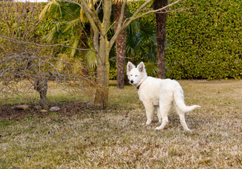 Obraz premium A Swiss Shepherd puppy is standing on the grass in the autumn garden.