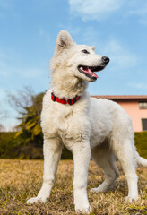 Portrait of a Swiss Shepherd puppy in the autumn garden, low angle view