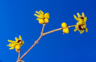 Chimonanthus praecox, flowering shrub native to central China in winter against blue sky, Odessa
