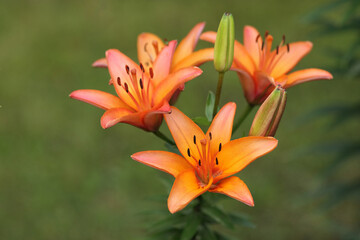 Vivid orange lilies with green buds on a blurred background. Ideal for nature-inspired designs, floral art, and seasonal compositions with copy space.