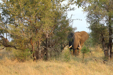 Afrikanischer Elefant / African elephant / Loxodonta africana..