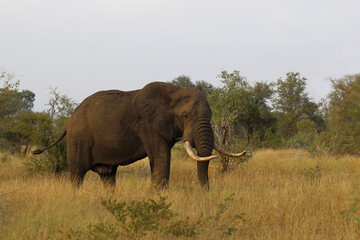 Afrikanischer Elefant / African elephant / Loxodonta africana..