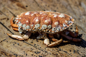 A close-up image of a colorful crab resting on a piece of wood, showcasing the intricate details and textures of its shell and legs.