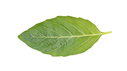 Single green leaf isolated on transparent background, highlighting its veins and texture, perfect for graphic design projects